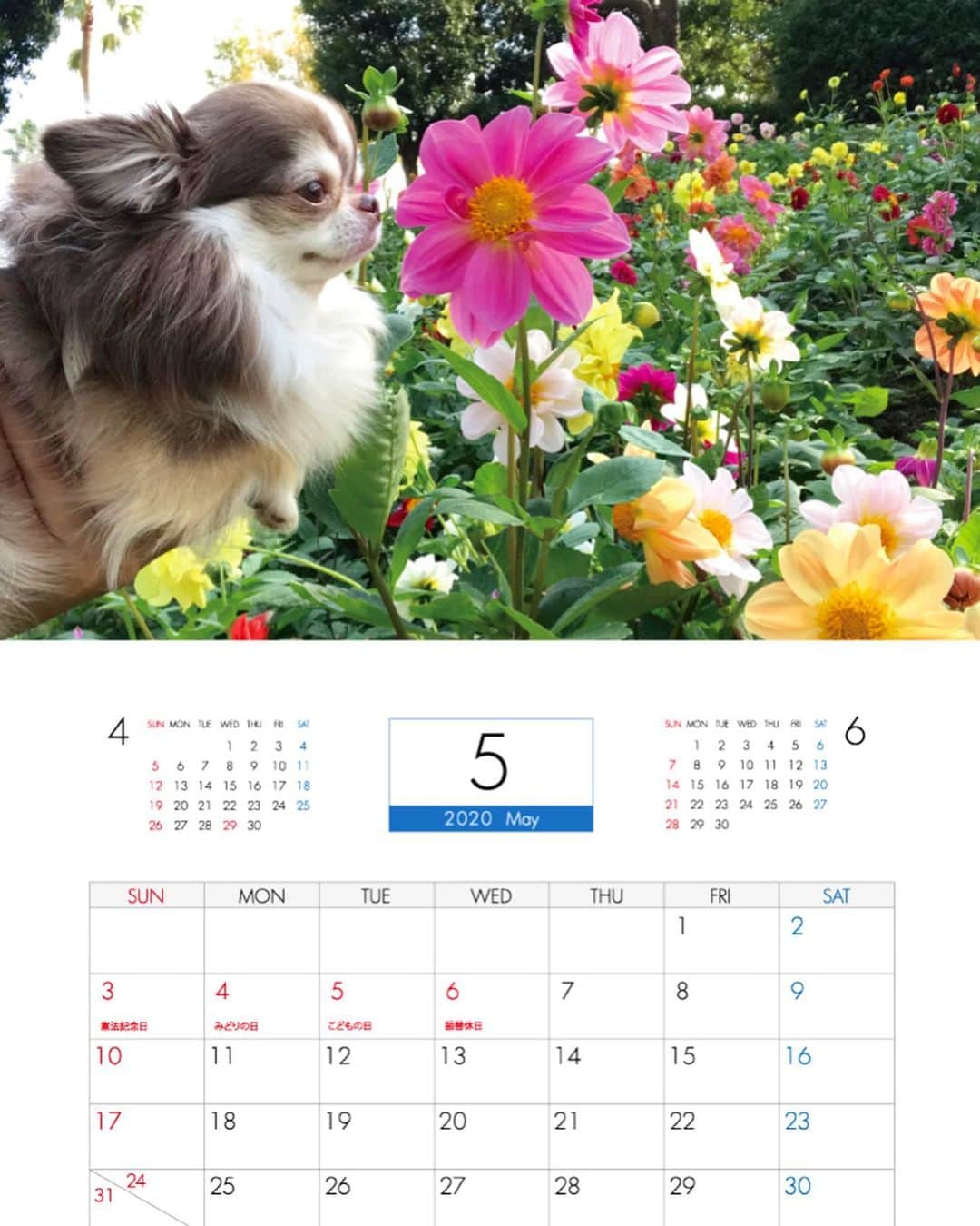 kayoのインスタグラム：「* * らいちんとくりおカレンダー 2020🍄✨ * * 5月から8月🎐🌸 * * ストーリーの下の「もっと見る」をタップすると予約販売画面に飛べるので良かったら是非見て下さい☺️💗 * * Lychee💗 * * #カレンダー #カレンダー2020 #らいちん多め😂 * #chihuahua#chihuahualove#dogstgram#dog#instadog#チワワ#チワワ大好き * *」