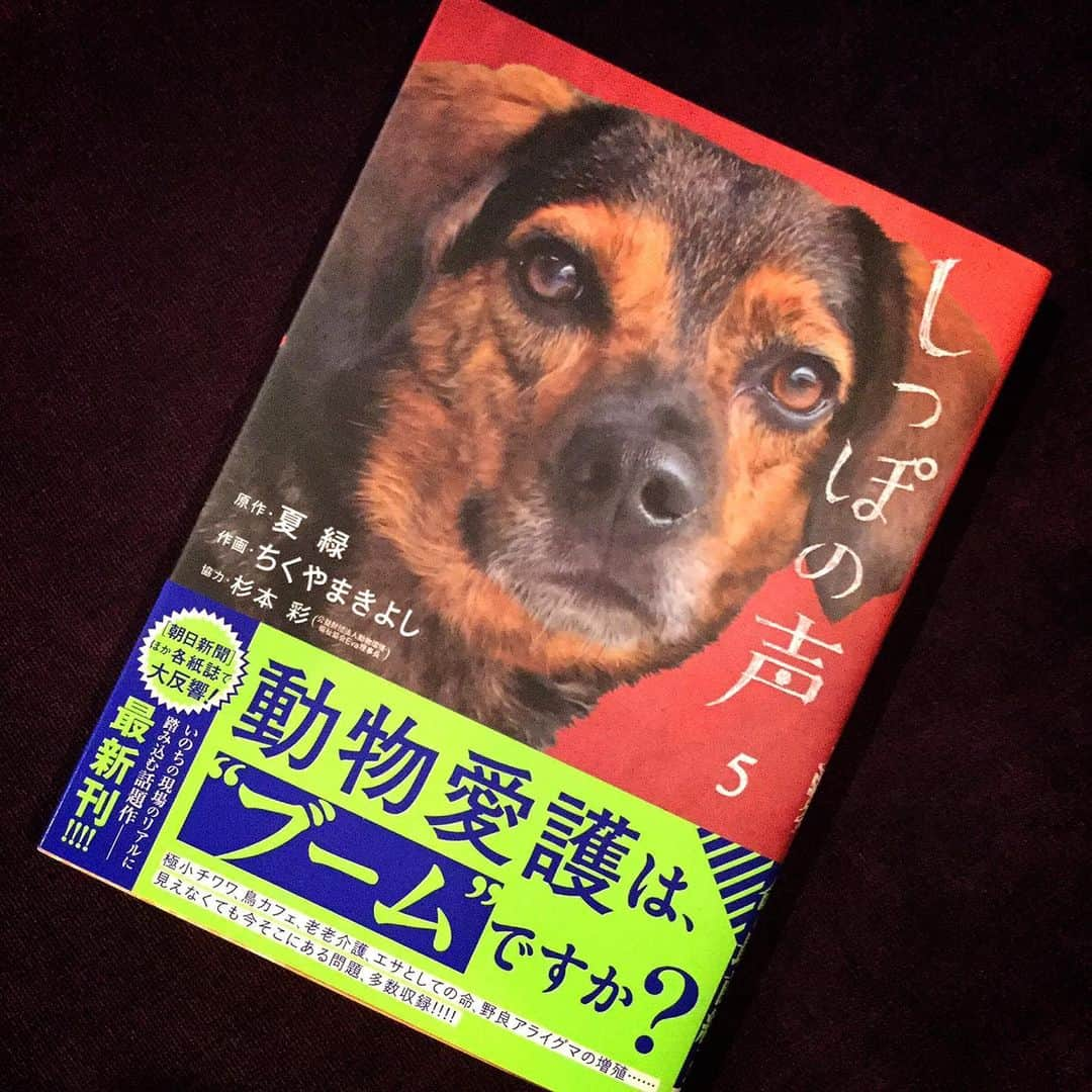 杉本彩さんのインスタグラム写真 - (杉本彩Instagram)「* * 『しっぽの声』第5集が発売されました❗️ 動物を取り巻くリアルな問題が広く深く描かれている漫画です。  漫画を通じて現状の問題を知っていただければと思います。  ただただかわいそうな動物を描いただけの漫画ではありません。  動物を通じて見えてくる社会の深部にある問題、人間の問題が描かれています。  必読です❗️ 多くの方に読んで頂けることを願っています。  #しっぽの声 #小学館 #夏緑 #ちくやまきよし #ビッグコミックオリジナル  #動物愛護 #公益財団法人動物環境福祉協会Eva」10月4日 8時25分 - sugimoto_aya0719