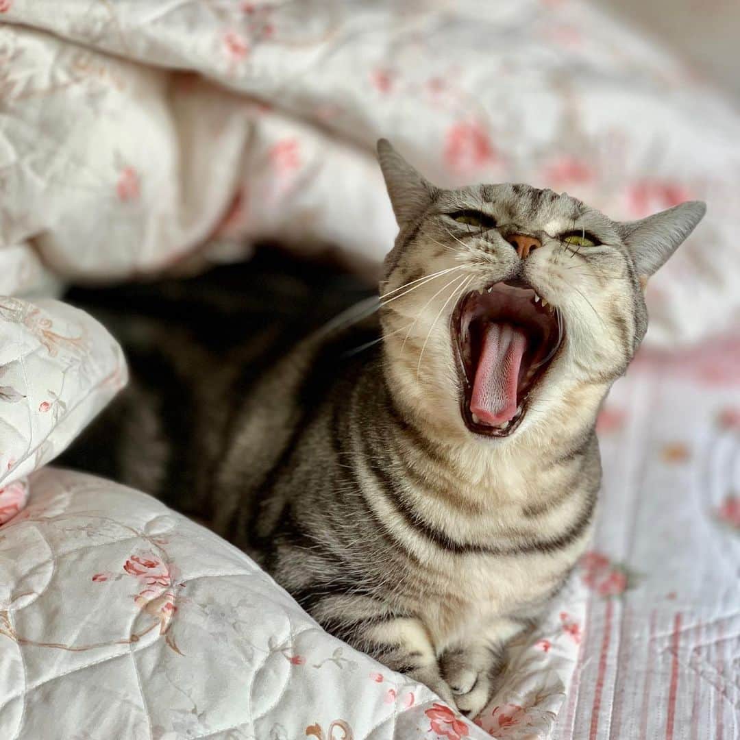 のインスタグラム：「#マンチカン #まんちかん  #マンチカン短足  #まんちかん短足  #cat  #ねこ #ネコ」