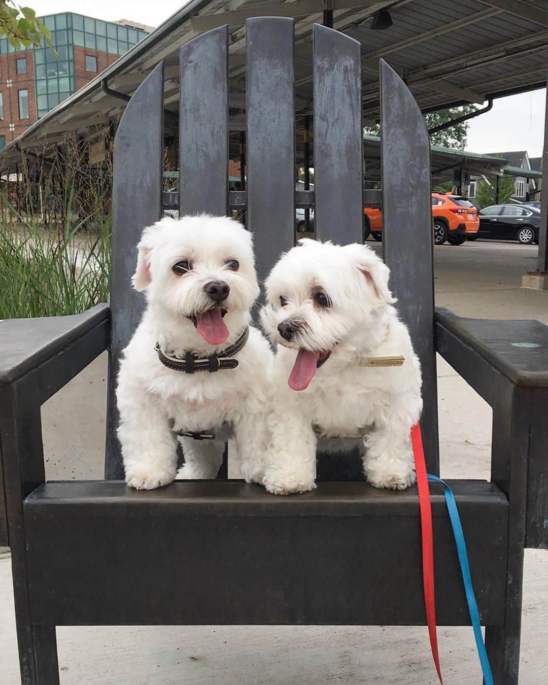 アレックス・シブタニさんのインスタグラム写真 - (アレックス・シブタニInstagram)「The two best dogs. ❤️ Repost @lilyandpo ・・・ Our favorite chair! 😁😝」10月4日 10時08分 - shibsibs