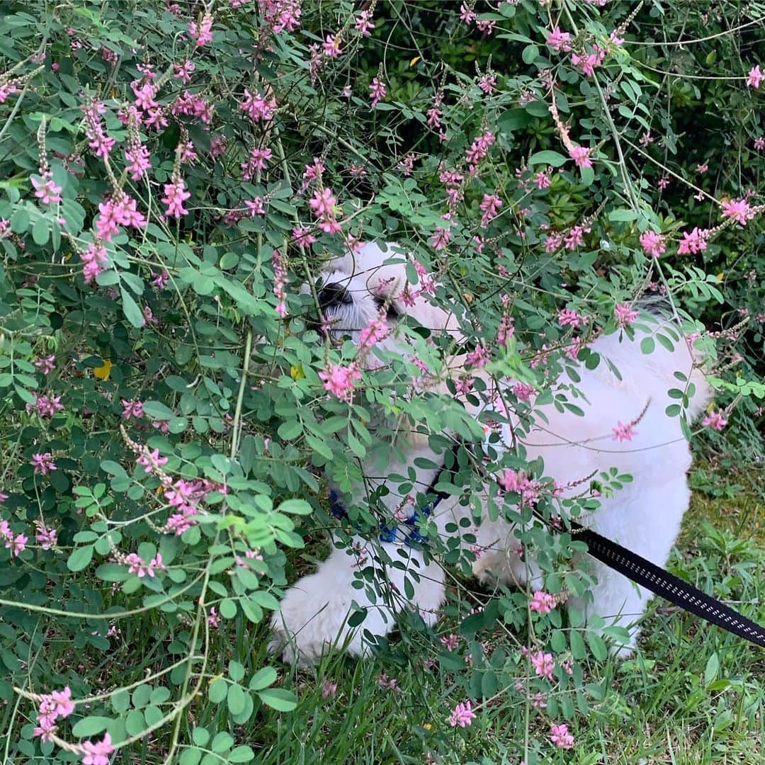のインスタグラム：「🐶💐」