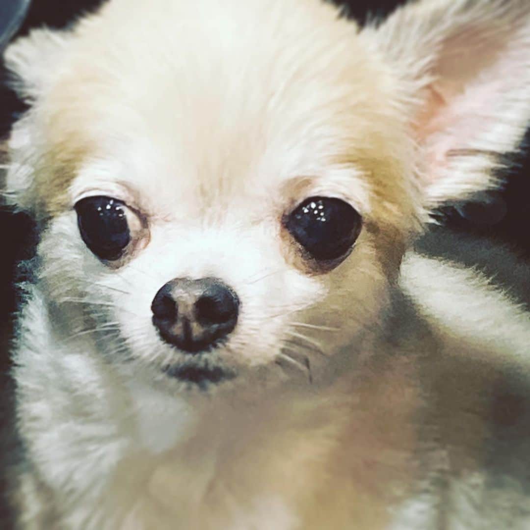 中野敬久さんのインスタグラム写真 - (中野敬久Instagram)「#polka #dog #dogstagram #stinglay #ruihashimoto」10月4日 11時06分 - hirohisanakano