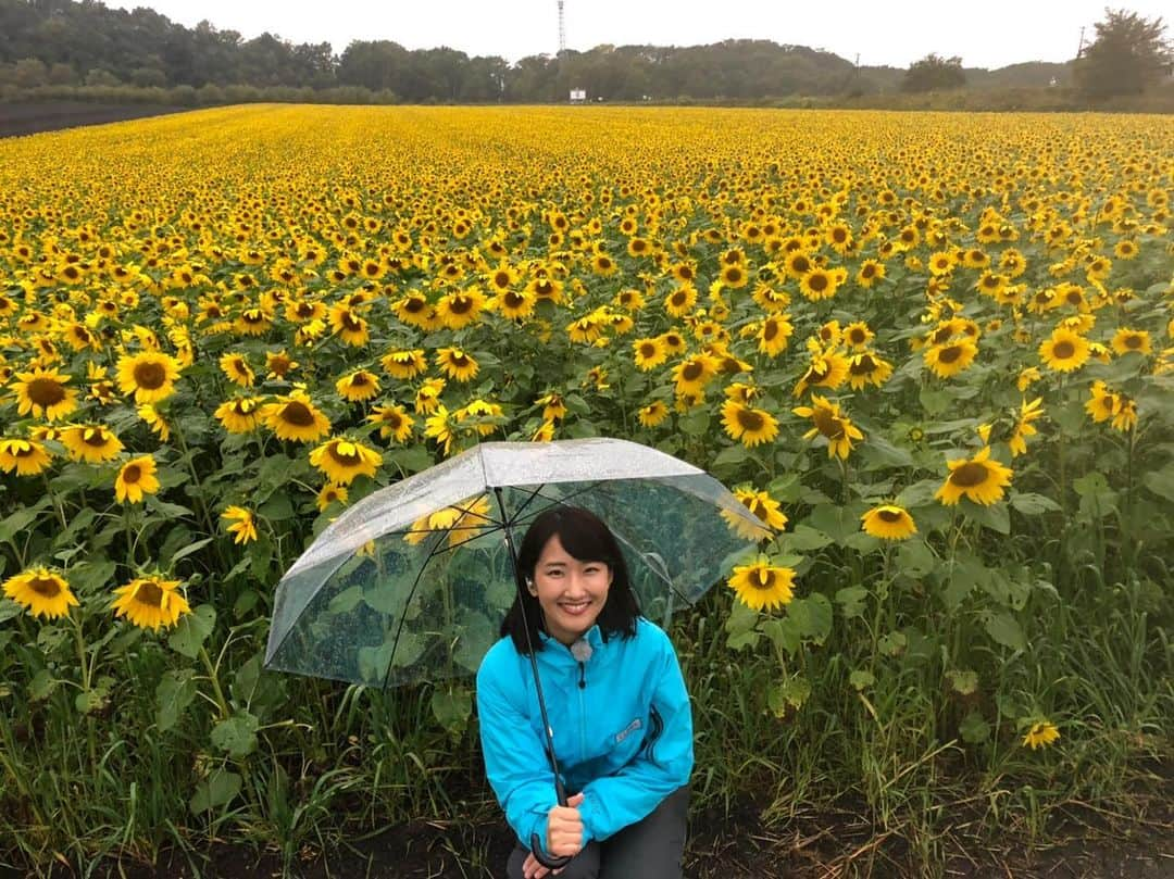 札幌テレビ「どさんこワイド朝」さんのインスタグラム写真 - (札幌テレビ「どさんこワイド朝」Instagram)「. きょうは千歳市にあるひまわり畑「パレットの丘」から中継しました🌻 . 秋のこの時期に咲くひまわりは畑の肥料としてだけではなく、千歳市の人気観光スポットにもなっています👍 . 100万本ものひまわりは息を呑むほど綺麗でした！ . #北海道 #千歳 #パレットの丘 #ひまわり #ひまわり畑 #ファインダー越しの私の世界 #ダレカニミセタイケシキ #札幌テレビ #どさんこワイド朝 #西尾優希」10月4日 12時36分 - dosanko_asa