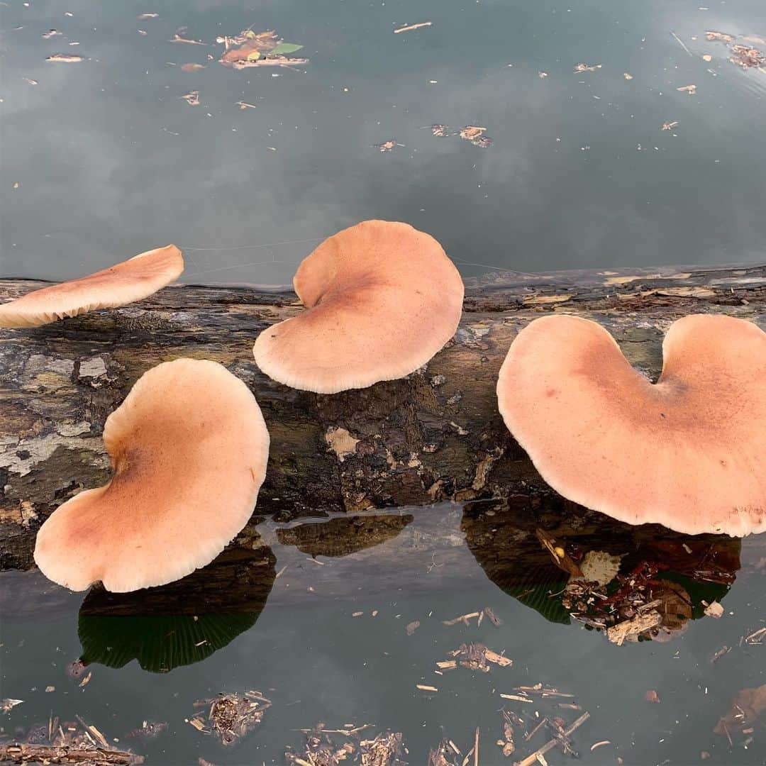 伊勢谷友介さんのインスタグラム写真 - (伊勢谷友介Instagram)「撮影終わりと始まりの間、曇りの日にサップで漕ぎだすと、流木に生えるキノコと出会いました。大っきく育ってました。 グリーンとグレーの世界のの中のオレンジが目立ってた🧡 #キノコ #流木 #mushrooms  #driftwoods  #gumma  #群馬 #みなかみ」10月4日 13時41分 - iseya_yusuke