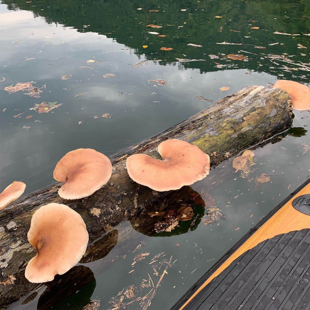 伊勢谷友介さんのインスタグラム写真 - (伊勢谷友介Instagram)「撮影終わりと始まりの間、曇りの日にサップで漕ぎだすと、流木に生えるキノコと出会いました。大っきく育ってました。 グリーンとグレーの世界のの中のオレンジが目立ってた🧡 #キノコ #流木 #mushrooms  #driftwoods  #gumma  #群馬 #みなかみ」10月4日 13時41分 - iseya_yusuke