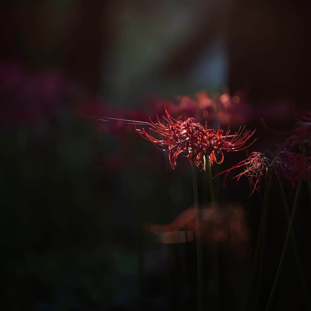 japanese forest & web designer　kapiosanのインスタグラム