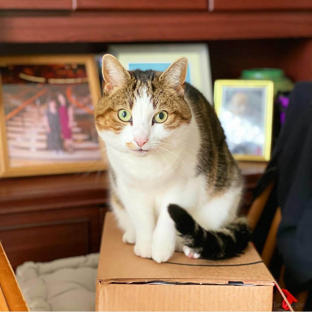 Misty The Moggieのインスタグラム：「What delivery? This box is mine!!」