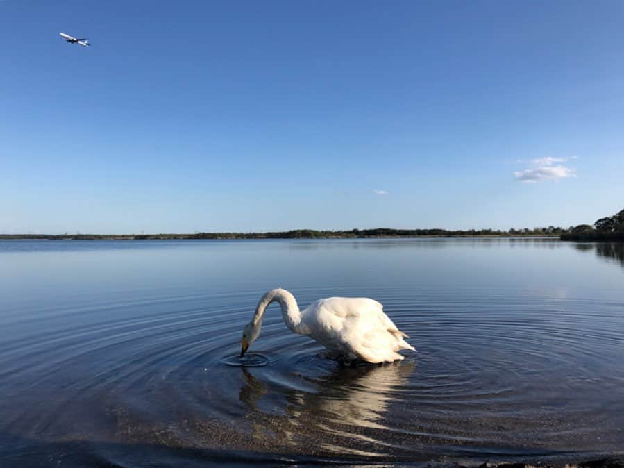 しょーりん（ウルトラ寿司ふぁいやー）さんのインスタグラム写真 - (しょーりん（ウルトラ寿司ふぁいやー）Instagram)「旅の最後はウトナイ湖。水が綺麗すぎてほぼ空。ウユニ塩湖みたいやね。これが本当の白鳥の湖🦢﻿🦢 ﻿ #ウトナイ湖﻿ #白鳥の湖﻿ #北海道﻿」10月5日 1時25分 - always_syorin