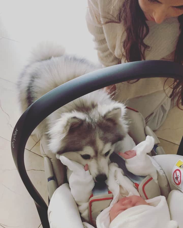 デイリー・ブリントのインスタグラム：「Is there a better gift on animal day? Meet your little brother 🐺💙 #WorldAnimalDay」