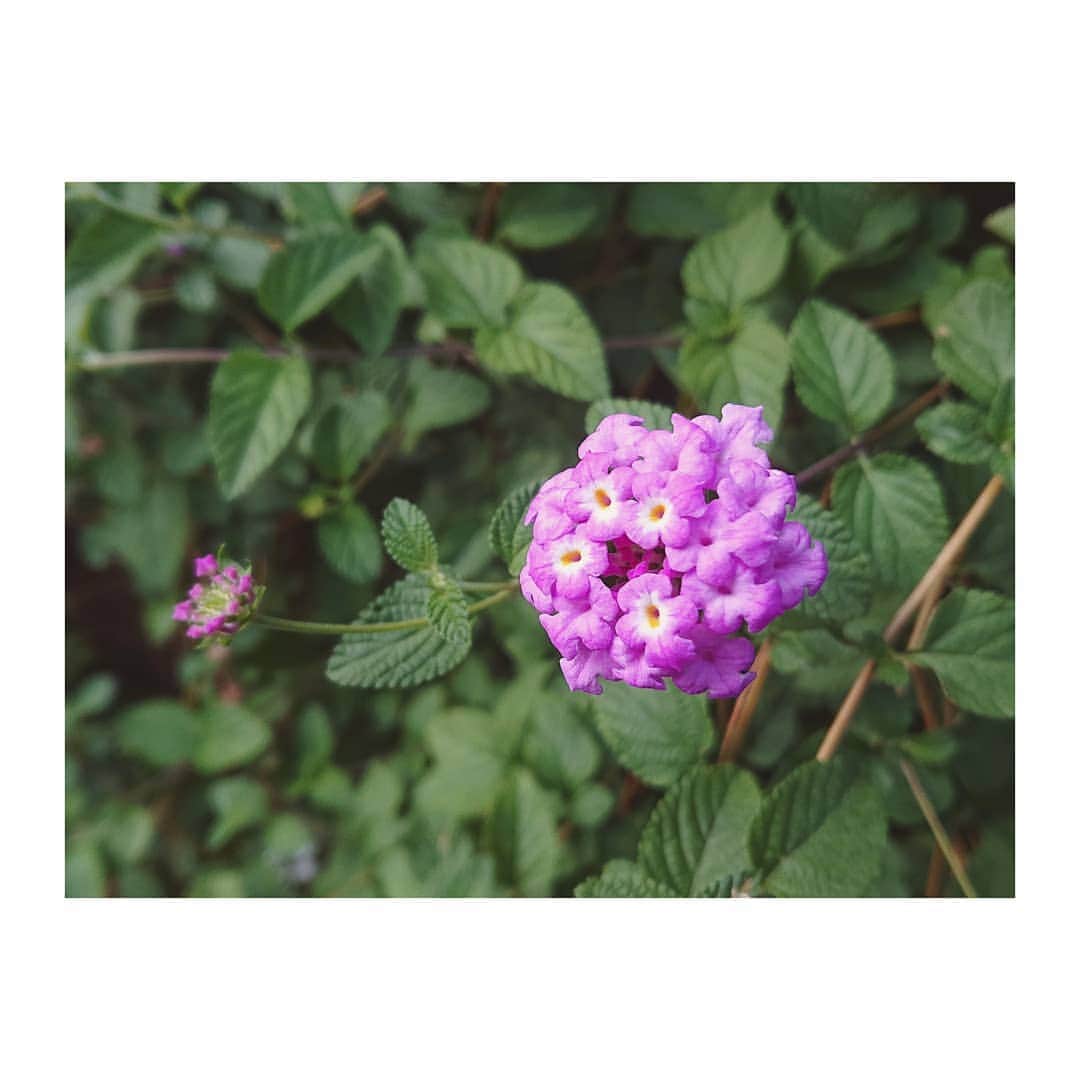 花村怜美さんのインスタグラム写真 - (花村怜美Instagram)「#ランタナ #花 #植物 #自然 #小花 #lantana #flower #flowers #flowerstagram #pretty #cute #nature #plants」10月4日 21時01分 - satomi_hanamura