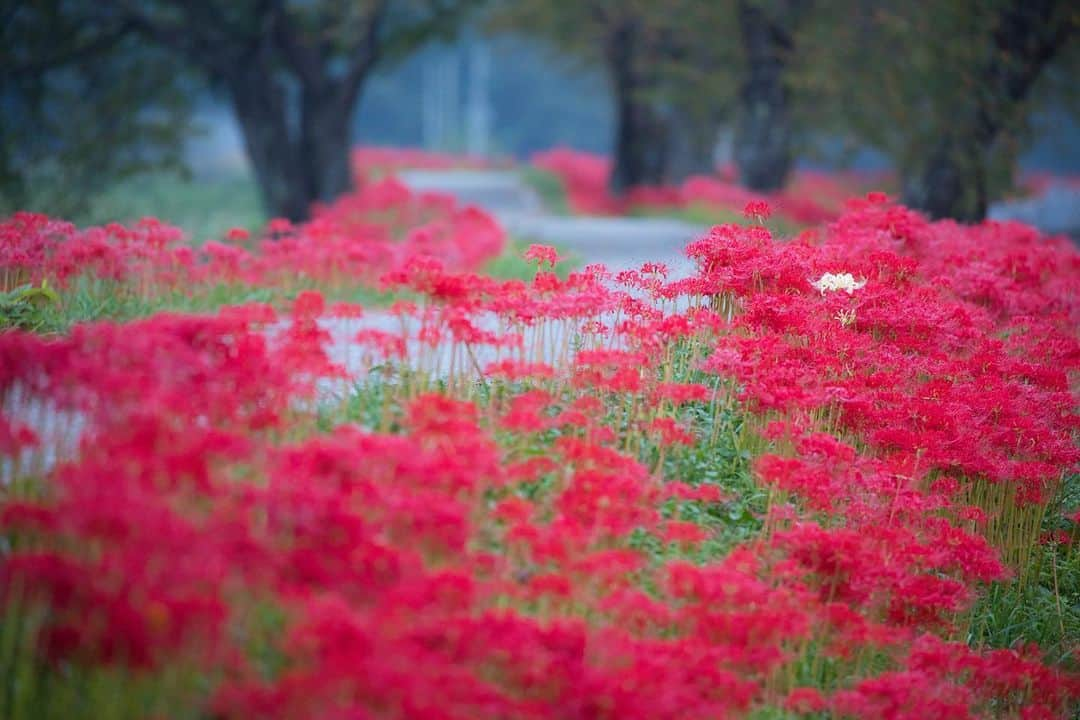 滋賀県長浜市のインスタグラム