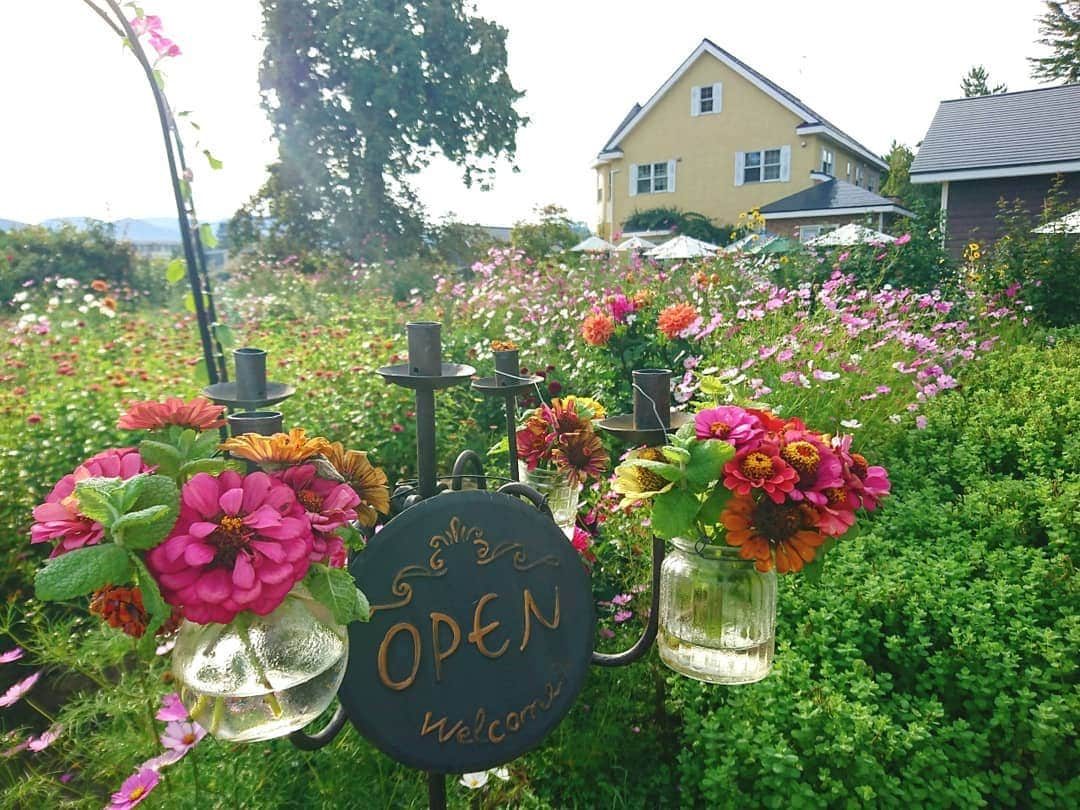 服部未佳さんのインスタグラム写真 - (服部未佳Instagram)「先週のハッピィ生中継は、平川市の「Garden 大きなくりの木の下で」からお伝えしました🌼 なんとこちら！個人の自宅のお庭なんです。立派すぎて信じられません… 四季を通じて一般開放されていて、先月からはコスモスシーズン！今月14日までです✨ スワッグ作りのワークショップや、カフェスペースも…☕優雅な時間を過ごせます😚 とっても素敵な大澤さんご夫婦、至福のひと時をありがとうございました💕 #平川市 #Garden大きなくりの木の下で #🌰 #コスモス #🌼 #スワッグ #ドライフラワー #ハッピィ  明日のハッピィもぜひご覧ください😆」10月4日 23時28分 - mikahattori_aba