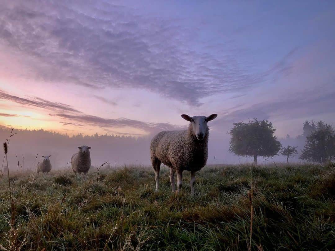 クリス・プラットのインスタグラム：「Penelope the Border Leicester in twilight at #StillwaterRanch #farmlife  The Lord is my shepherd. I shall not want. He makes me lie down in green pastures. He leads me to #Stillwater」