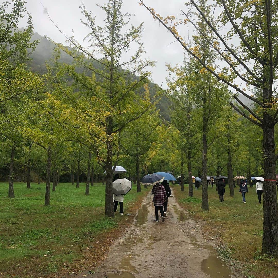 テハさんのインスタグラム写真 - (テハInstagram)「홍천 은행나무숲은 아직 초록초록하네.. 19.10.05 비가오네 #홍천#은행나무숲#아직은#초록초록#춥고#배고픔」10月5日 10時37分 - th_s0ng