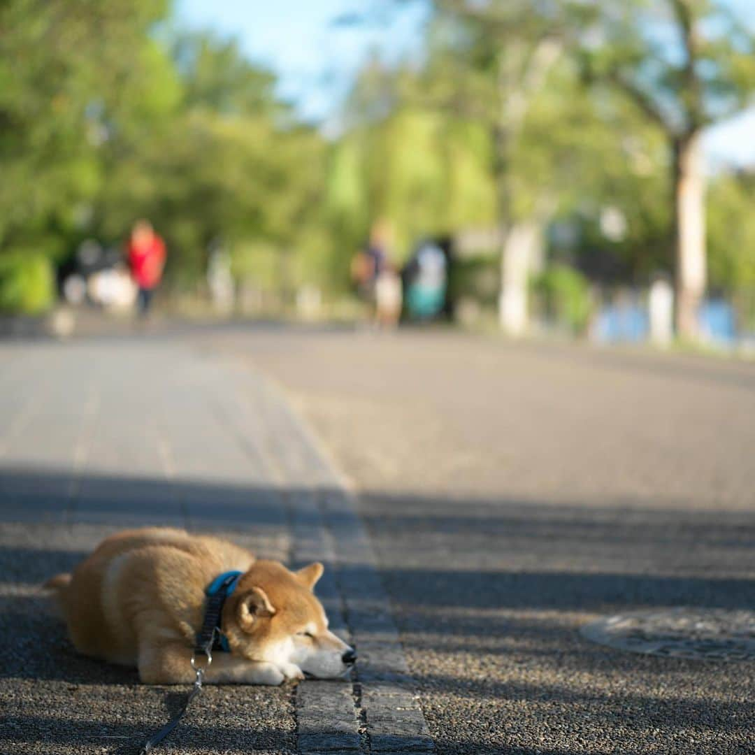 まる（まるたろう）さんのインスタグラム写真 - (まる（まるたろう）Instagram)「Good morning!✨🐶😊✨おはまる〜　お散歩してたら気持ちよくなってきちゃった〜 #少し寝ちゃおうかな #パパ起こしてね #起きて夕方とかショックだから」10月5日 9時22分 - marutaro