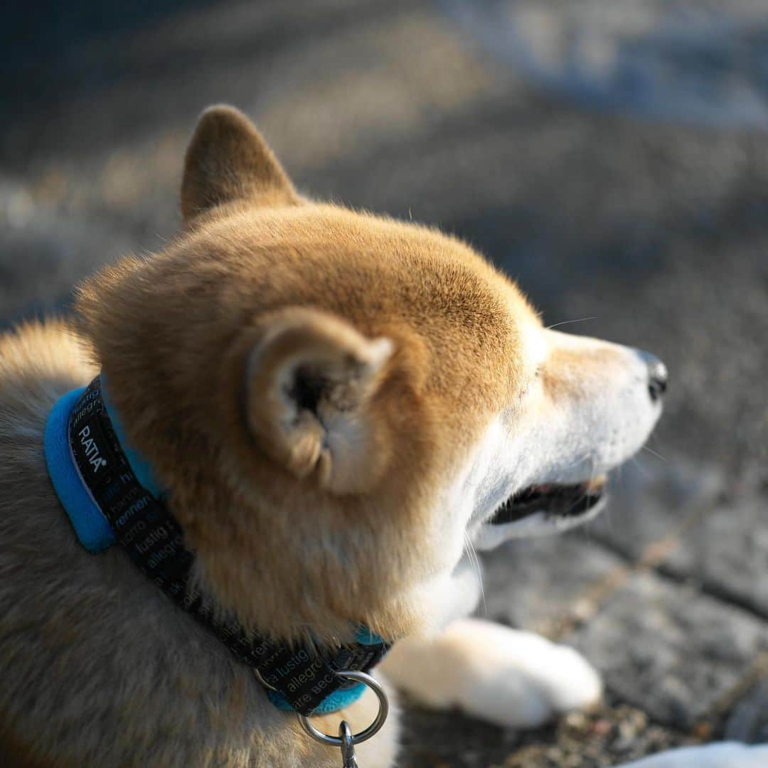 まる（まるたろう）さんのインスタグラム写真 - (まる（まるたろう）Instagram)「Good morning!✨🐶😊✨おはまる〜　お散歩してたら気持ちよくなってきちゃった〜 #少し寝ちゃおうかな #パパ起こしてね #起きて夕方とかショックだから」10月5日 9時22分 - marutaro