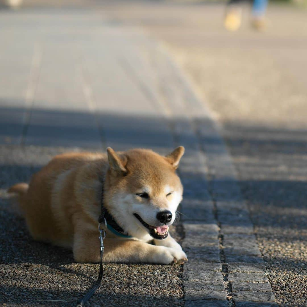 まる（まるたろう）さんのインスタグラム写真 - (まる（まるたろう）Instagram)「Good morning!✨🐶😊✨おはまる〜　お散歩してたら気持ちよくなってきちゃった〜 #少し寝ちゃおうかな #パパ起こしてね #起きて夕方とかショックだから」10月5日 9時22分 - marutaro