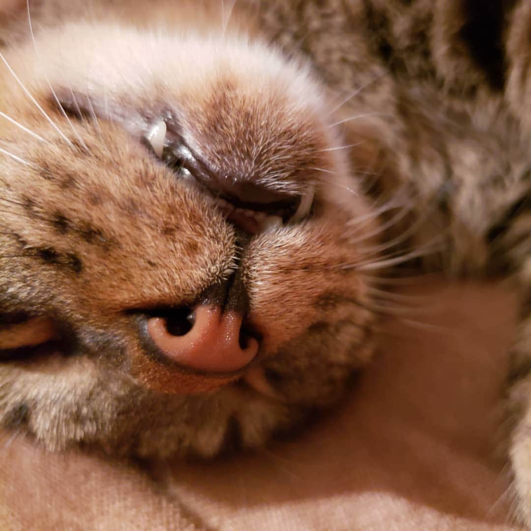 池田香織のインスタグラム：「牙😼  #fang #cat」