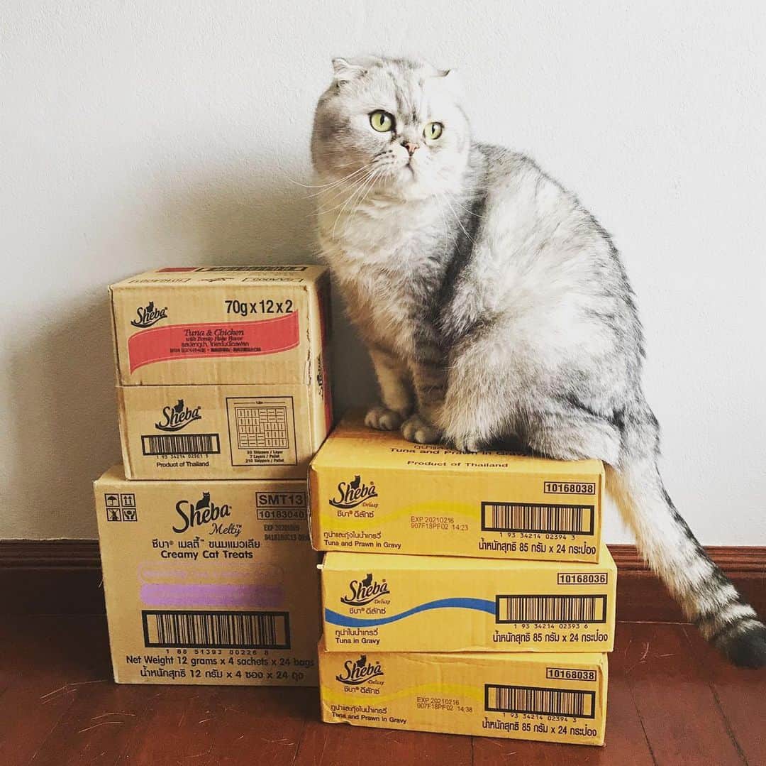 Roku Rokuのインスタグラム：「Hey kidssss. Here are all the Sheba for you guys! They are the best! 😸  #ทุกมื้อใส่ใจให้ชีบา #Felinefinestmealsandtreats #SHEBAxChef #SHEBA」