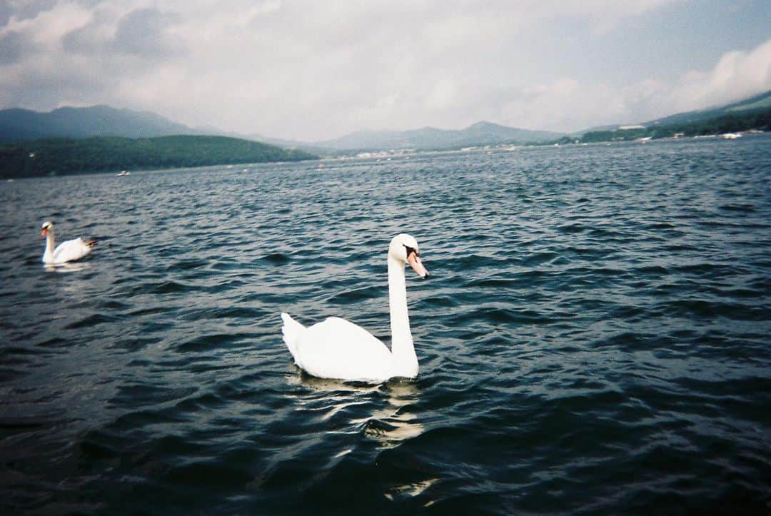 湯川正人さんのインスタグラム写真 - (湯川正人Instagram)「自由に泳いで気持ち良さそう #film35mm」10月5日 6時32分 - masatoyukawa