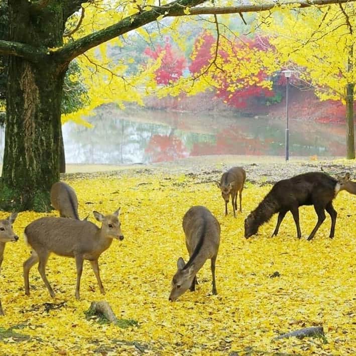 和田政宗のインスタグラム：「JNTO(日本政府観光局)@visitjapanjpのインスタグラム。  奈良公園の鹿と紅葉。  とても綺麗。  JNTOのインスタグラムやYouTube動画では、日本の綺麗な風景を重点的に発信しています。  ぜひご覧ください！  https://www.instagram.com/p/B3MnpgAAatc/?igshid=206gkdk3llmk」