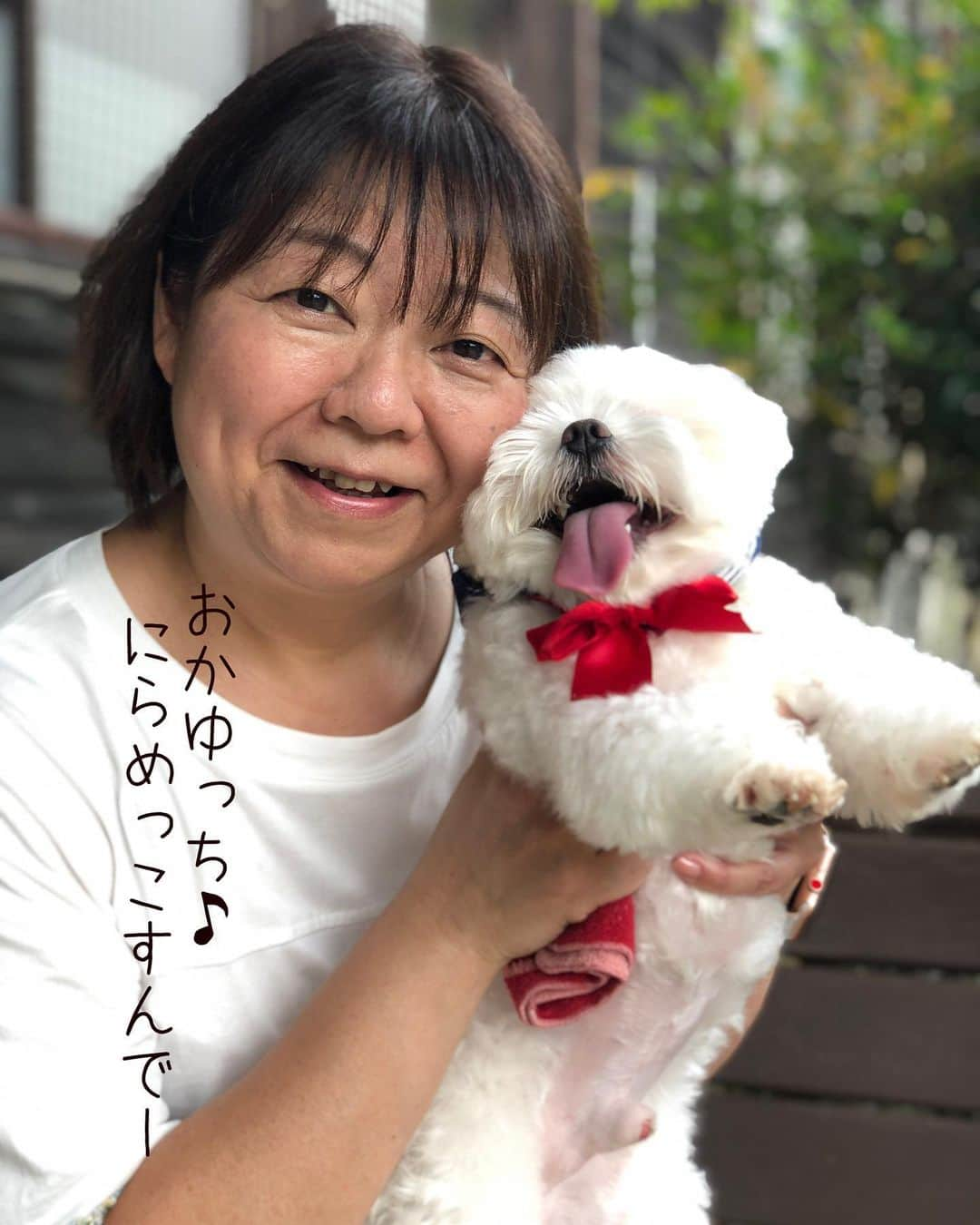 マルチーズ兄妹♡おかゆとおもちさんのインスタグラム写真 - (マルチーズ兄妹♡おかゆとおもちInstagram)「…🐶🆚🙋🏻‍♀️ . . にらめっこしましょ 笑たら負けよ  あっぷっぷ 😙 . みんなはママに勝ちましたか？！😄 . . . . #maltese #malteseofinstagram #happydog #dogsmile #doglove #doglover #dogstagram #instadog #lovedogs #ilovemydog #cutedog #dogoftheday #instapet #말티즈 #fluffypack . #okayusan #マルチーズ #犬バカ部 #犬の生活が第一  #いぬら部 #わんこなしでは生きていけません会 #犬のいる暮らし #エブリドッグ  #いぬドル #いぬすたぐらむ #マルチーズ兄妹  #にらめっこ . . .」10月5日 7時22分 - okayusan20150421