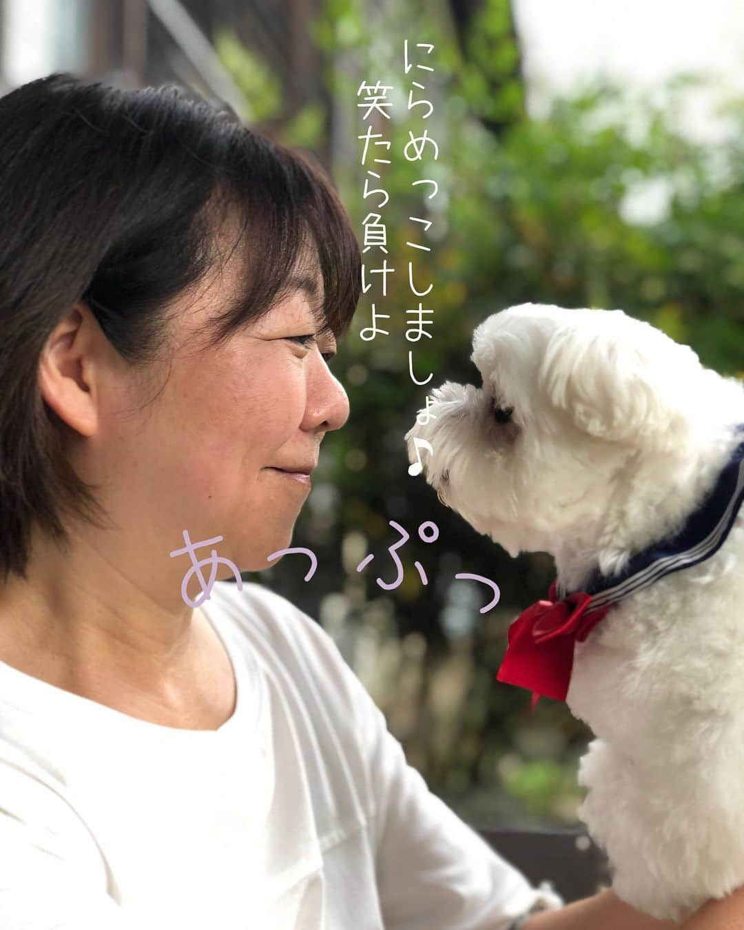 マルチーズ兄妹♡おかゆとおもちさんのインスタグラム写真 - (マルチーズ兄妹♡おかゆとおもちInstagram)「…🐶🆚🙋🏻‍♀️ . . にらめっこしましょ 笑たら負けよ  あっぷっぷ 😙 . みんなはママに勝ちましたか？！😄 . . . . #maltese #malteseofinstagram #happydog #dogsmile #doglove #doglover #dogstagram #instadog #lovedogs #ilovemydog #cutedog #dogoftheday #instapet #말티즈 #fluffypack . #okayusan #マルチーズ #犬バカ部 #犬の生活が第一  #いぬら部 #わんこなしでは生きていけません会 #犬のいる暮らし #エブリドッグ  #いぬドル #いぬすたぐらむ #マルチーズ兄妹  #にらめっこ . . .」10月5日 7時22分 - okayusan20150421