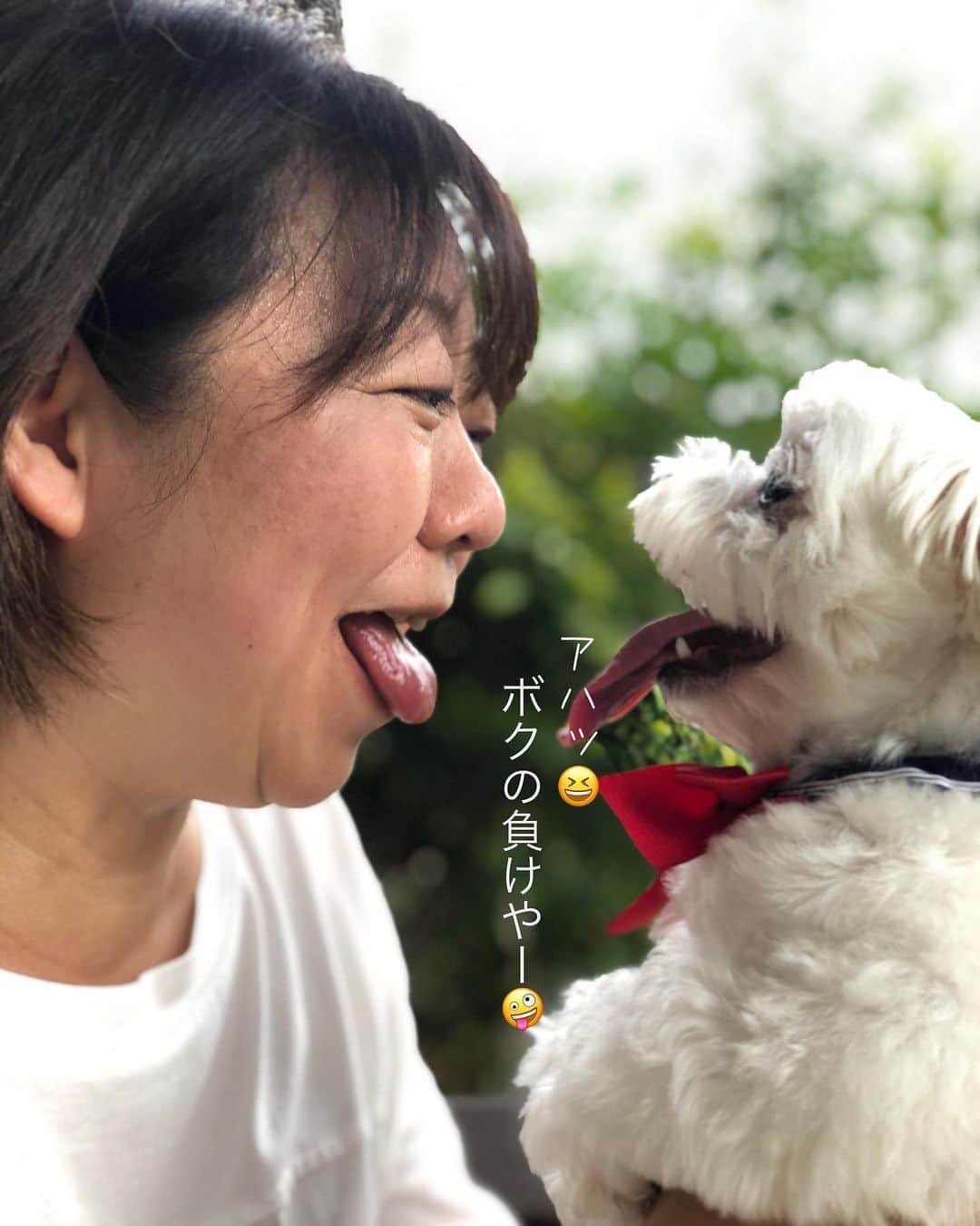 マルチーズ兄妹♡おかゆとおもちさんのインスタグラム写真 - (マルチーズ兄妹♡おかゆとおもちInstagram)「…🐶🆚🙋🏻‍♀️ . . にらめっこしましょ 笑たら負けよ  あっぷっぷ 😙 . みんなはママに勝ちましたか？！😄 . . . . #maltese #malteseofinstagram #happydog #dogsmile #doglove #doglover #dogstagram #instadog #lovedogs #ilovemydog #cutedog #dogoftheday #instapet #말티즈 #fluffypack . #okayusan #マルチーズ #犬バカ部 #犬の生活が第一  #いぬら部 #わんこなしでは生きていけません会 #犬のいる暮らし #エブリドッグ  #いぬドル #いぬすたぐらむ #マルチーズ兄妹  #にらめっこ . . .」10月5日 7時22分 - okayusan20150421