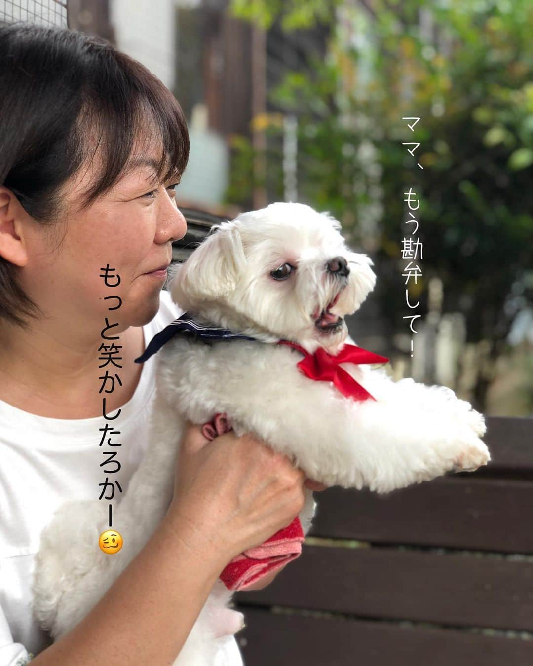 マルチーズ兄妹♡おかゆとおもちさんのインスタグラム写真 - (マルチーズ兄妹♡おかゆとおもちInstagram)「…🐶🆚🙋🏻‍♀️ . . にらめっこしましょ 笑たら負けよ  あっぷっぷ 😙 . みんなはママに勝ちましたか？！😄 . . . . #maltese #malteseofinstagram #happydog #dogsmile #doglove #doglover #dogstagram #instadog #lovedogs #ilovemydog #cutedog #dogoftheday #instapet #말티즈 #fluffypack . #okayusan #マルチーズ #犬バカ部 #犬の生活が第一  #いぬら部 #わんこなしでは生きていけません会 #犬のいる暮らし #エブリドッグ  #いぬドル #いぬすたぐらむ #マルチーズ兄妹  #にらめっこ . . .」10月5日 7時22分 - okayusan20150421