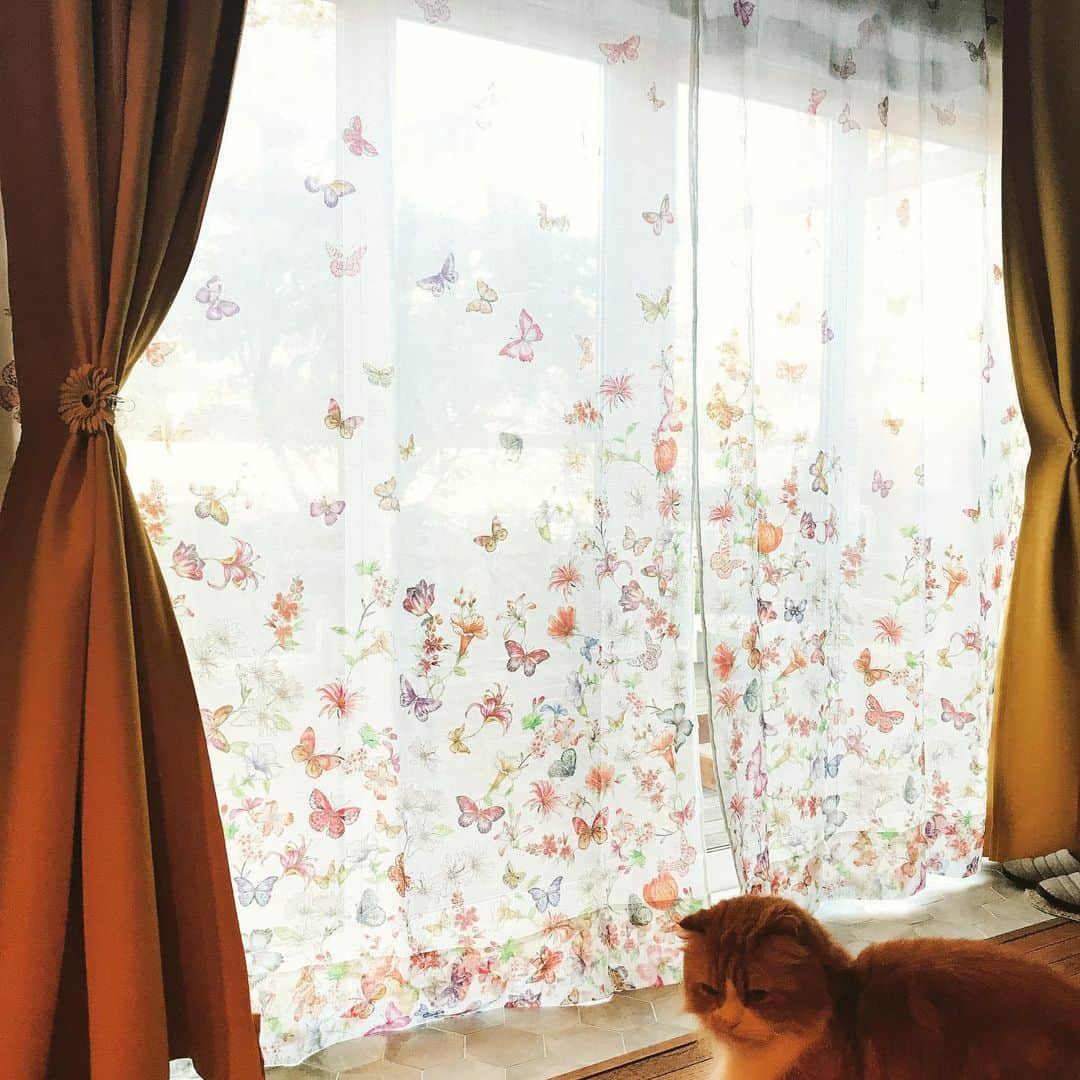 益子直美さんのインスタグラム写真 - (益子直美Instagram)「かなり前に衝動買いして温めていたカーテン、やっと登場‼️ #カーテン #花と蝶」10月5日 7時35分 - naomi.masuko