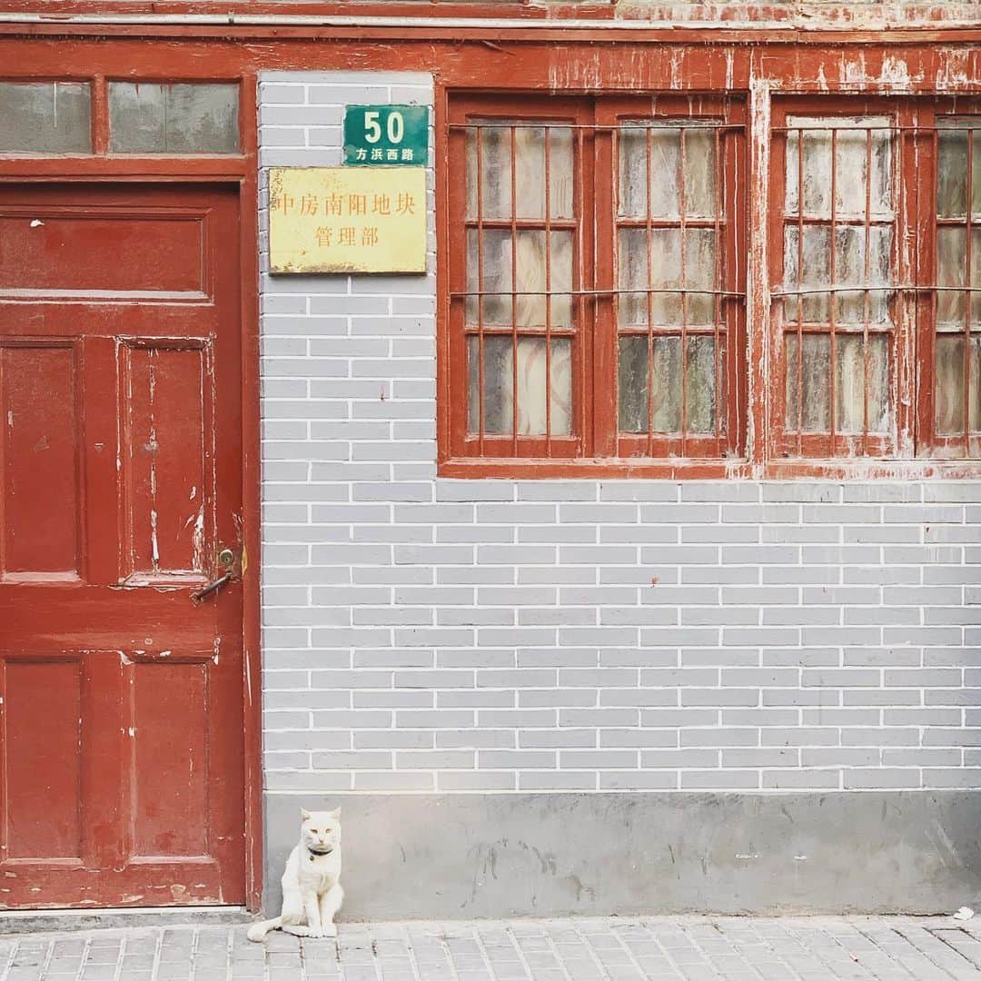 相澤樹さんのインスタグラム写真 - (相澤樹Instagram)「上海撮影順調。早起きばかりが続いていますが、猫に癒されて、本日も色々楽しいロケ」10月5日 8時43分 - mikitiaizawa