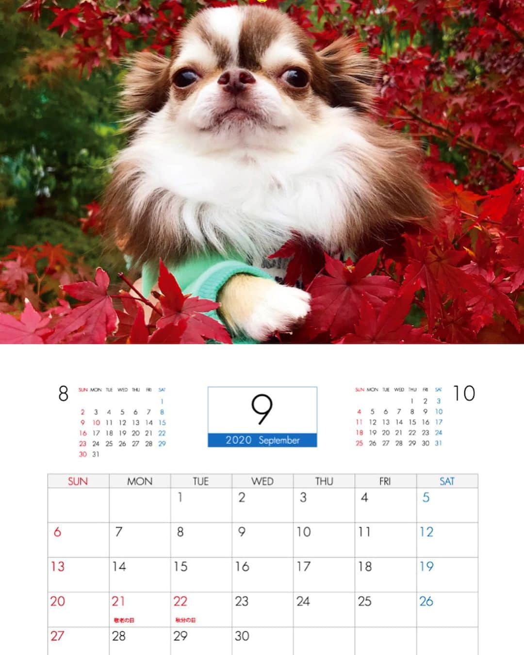 kayoのインスタグラム：「* * らいちんとくりおカレンダー 2020🍄✨ * * 9月から12月🍁🎄 * * * ストーリーの下の 「もっと見る」をタップすると予約販売画面に飛べるので良かった是非見てね☺️💗 * * Lychee💗kulio💗Melon * * #カレンダー #カレンダー2020 #予約受付中 #12月にめろめろ登場😂 * * #chihuahua#chihuahualove#dogstgram#dog#instadog#チワワ#チワワ大好き * *」