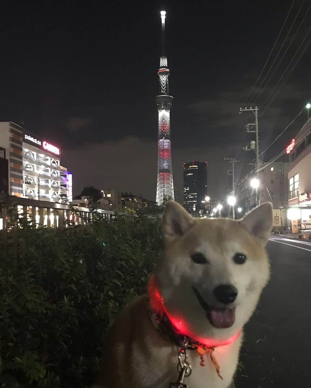 柴犬のモモさんのインスタグラム写真 - (柴犬のモモInstagram)「シャンプーでキレイキレイになりました。月1体重測定も行い先月より260g減。2ヶ月で500g以上減ってて、散歩が長くなったからか、はたまた何か病気かと心配になったりも。スカイツリーのライティング見に長めの散歩して元気に歩いてはおりました #いぬ #イヌ #犬 #柴犬 #赤柴 #日本犬 #犬バカ部 #ふわもこ部 #いぬら部 #癒しわんこ #柴犬マニア #犬のいる暮らし #口角キュキュッと部 #shiba #shibainu #shibadog #dogstagram #dogsofinstagram #shibastagram #shibasofinstagram #shibamania #inu #instadog #toyota_dog」10月5日 19時06分 - shi_ba_i_nu_momo