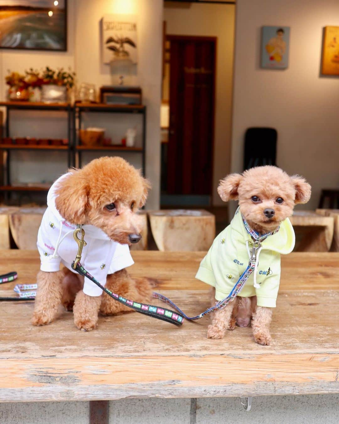 水野佐彩さんのインスタグラム写真 - (水野佐彩Instagram)「・ ゆるりゆるり🐶💕 たまらなく愛おしい息子たち🐶🐶 (今日のことはまた書きます📝❤️) とにっかく顔がパンパンだったので 1週間の終わりを ルポルテで締めくくりました💆🏻‍♀️ 自分ではどうにもならないところまで しっかりほぐしてもらえてスッキリ🥺✨ せっかく治ったニキビも 先日のポテチとカップ麺でできちゃって(当たり前かw いろいろ不調なわたしですが 気持ち入れ替えて頑張ります🐷❤️ 1週間 お疲れ様でした😊✨✨ #coordinate tops#fila31philliplim @filausa  pants#laymee @laymee_official  outer#mischmasch @mischmasch_official  bag#apolis @apolisjapan  omochiohagi#chicc @chicc_official  #sサイズコーデ #153cmコーデ #おちびコーデ #おちびの輪 #秋コーデ #おさんぽコーデ #リラックスコーデ」10月5日 19時17分 - saaya_mizuno