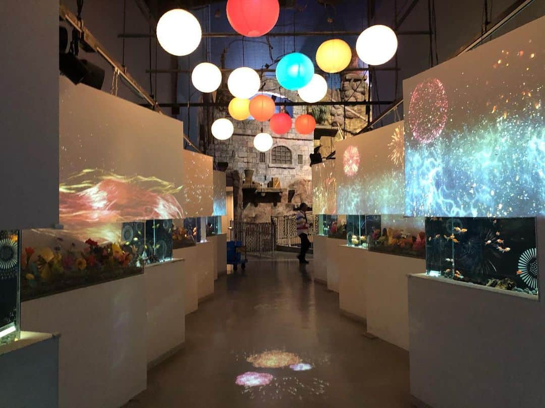 福田麻衣さんのインスタグラム写真 - (福田麻衣Instagram)「#マクセルアクアパーク品川 素晴らしいです。音と光、最先端技術を駆使した水族館。絶対にまた来たい場所が増えました✨素敵すぎる。 #ニッポン放送 #ラブメロ」10月5日 11時46分 - mai2my2
