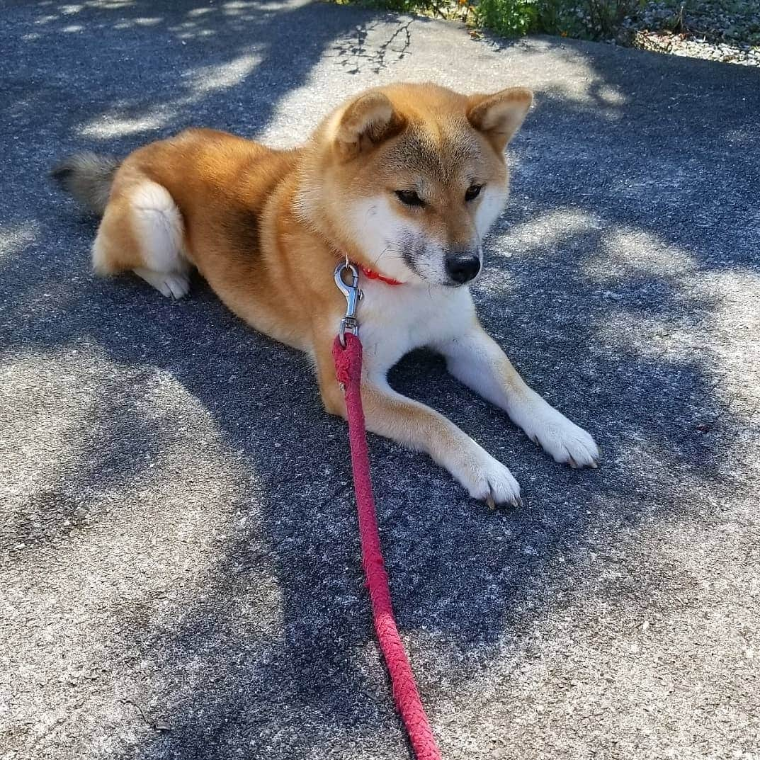 柴犬たま Shibainu Tamaのインスタグラム