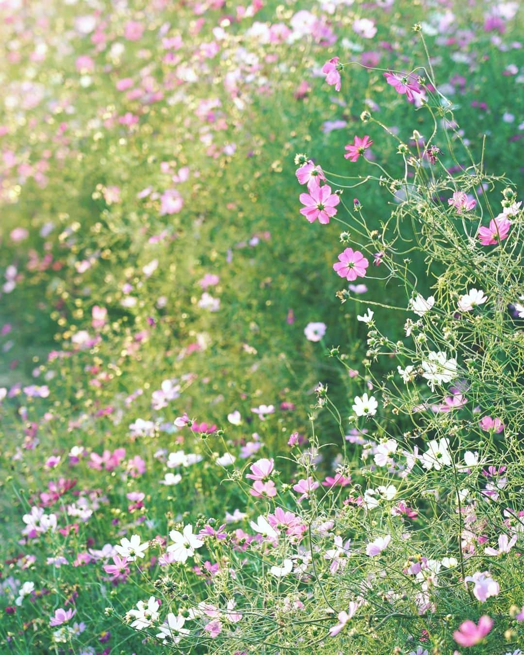 masayaさんのインスタグラム写真 - (masayaInstagram)「#Cosmos #コスモス #鼻高展望花の丘 #Takasaki #GunmaPrefecture #Japan #高崎 #群馬県」10月5日 12時21分 - moonlightice