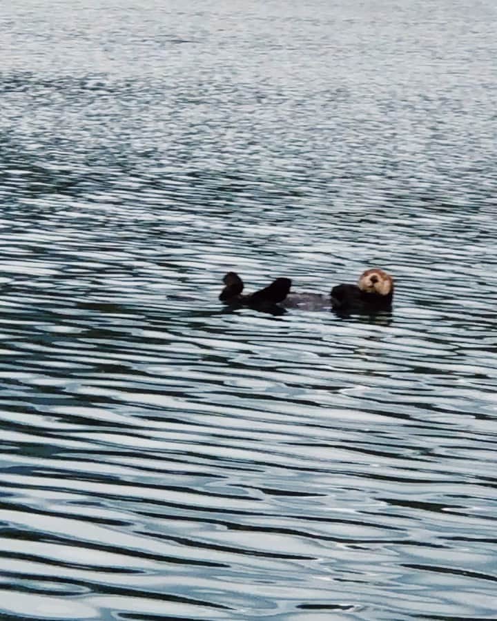 Grace Bonneyのインスタグラム：「Today was my last full day in Homer. Yesterday I felt sad about leaving, but after today I feel calm. Because I know I’ll be back. People here have made me feel welcome and at home and that is a feeling I know not to take for granted. So I’ll see you next year, Homer... and otters and whales and and my new friends @sistercarri and Lance at @makoswatertaxi and @aksalmonsisters and everyone who made this trip so very special. I am leaving here with a sort of quiet and tired that only comes from learning something new about a part of the world - and yourself. Thank you, Homer. (More of today’s adventures in my stories)」