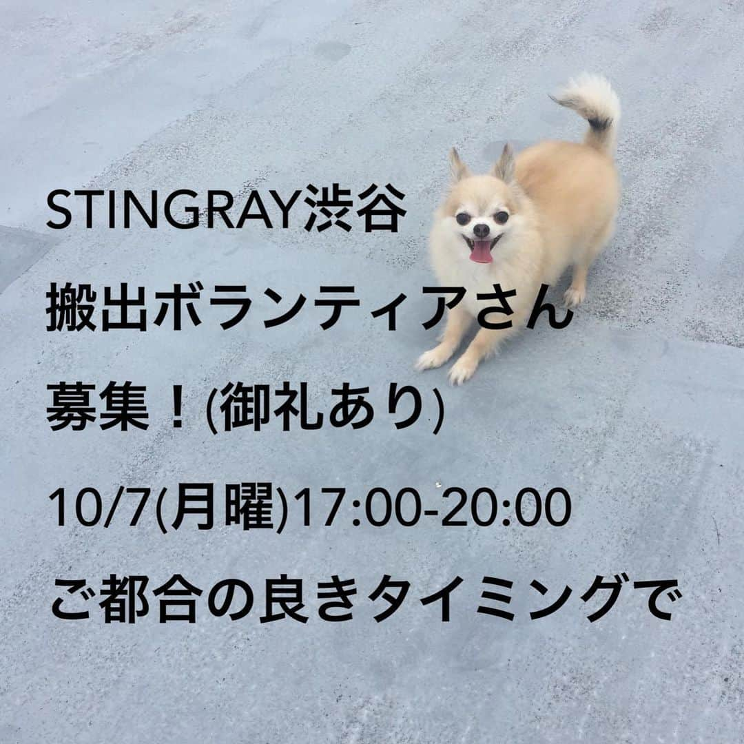 橋本塁さんのインスタグラム写真 - (橋本塁Instagram)「【STINGRAY渋谷搬出ボランティア募集】 明後日のSTINGRAY渋谷最終日の17時から搬出ボランティアさん募集中！(御礼あり) 動きやすい格好で会場に直接お越しください！ #STINGRAY #渋谷 #搬出 #ボランティア」10月5日 13時02分 - ruihashimoto