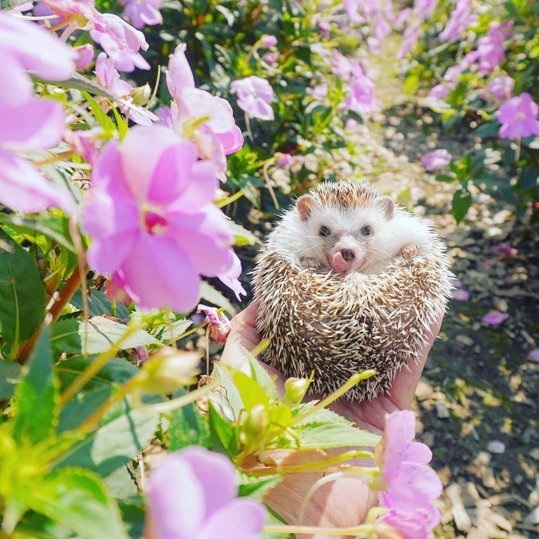 あずきさんのインスタグラム写真 - (あずきInstagram)「Beh!😝😝😝 It's really hot for this time of year☀️ 10月なのに真夏のような天気ですね！秋の公園お出かけにはちょうど良さそう〜😉 . 一昨日から もなさんの母親の桃ちゃんが来ていて、一ヶ月間我が家で過ごすのですが、久しぶりの多頭飼いに朝からてんやわんやです。 . 3匹とか5匹とか、それ以上飼っているハリ飼いさん、ほんと尊敬🥺💕 . . . #flowerpark #花畑 #花の都公園  #はりねずみ #ハリネズミ #hedgehog #pygmyhedgehog #lovelypet #cuteanimals #はりねずみのもなか #hedgie #Hérisson #고슴도치 #刺猬 #hedgehogazuki  #hedgehogsofinstagram #animaladdicts #cuddles #meowed #petscorner  #cutepetclub #worldofcutepets #animalvibes」10月5日 13時31分 - hedgehog_azuki