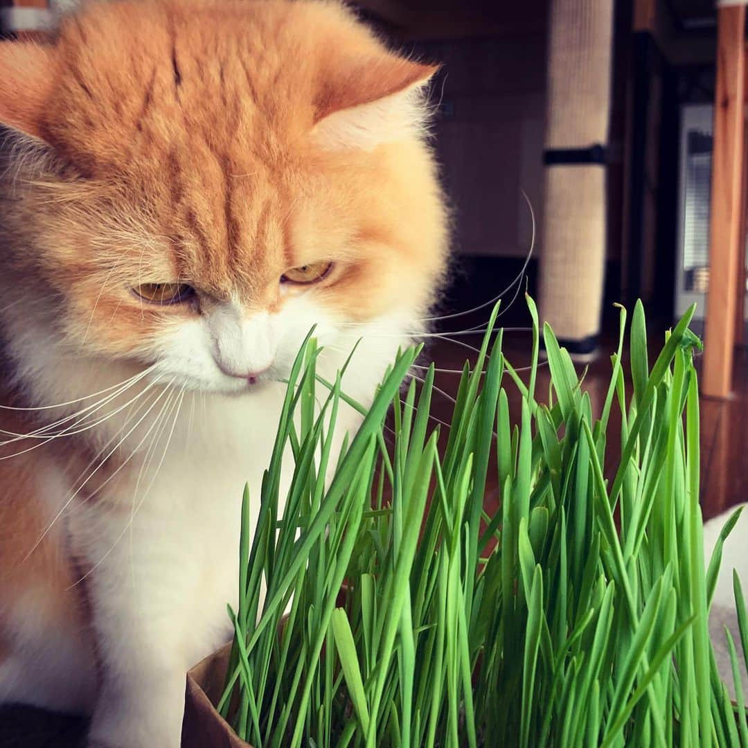 やなぎなぎのインスタグラム：「こむぎさん、初めてのサラダバー（猫草）で見たことのないお顔になっています」