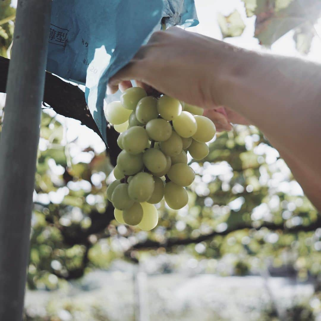 市川渚さんのインスタグラム写真 - (市川渚Instagram)「Grape picking🍇﻿ ﻿ ﻿ ﻿ 以前ワイナリー巡りをしたときに行った、勝沼の #ぶどうばたけ さんでぶどう狩り。6種程のぶどうの品種から好きなものを選んで畑に連れて行ってくれる。採りたてのぶどう、たまらぬ…！﻿ ﻿ そして、ここで買える #菱山中央醸造 のワイン（元々は農家の方たちが自分たちで飲むために作っていたものらしく、ラベルが貼られてないのです）が本当に美味しいのです🍷勝沼は都内からだと電車でもクルマでもアクセスが良いので週末のちょい旅におすすめ。」10月5日 18時20分 - nagiko