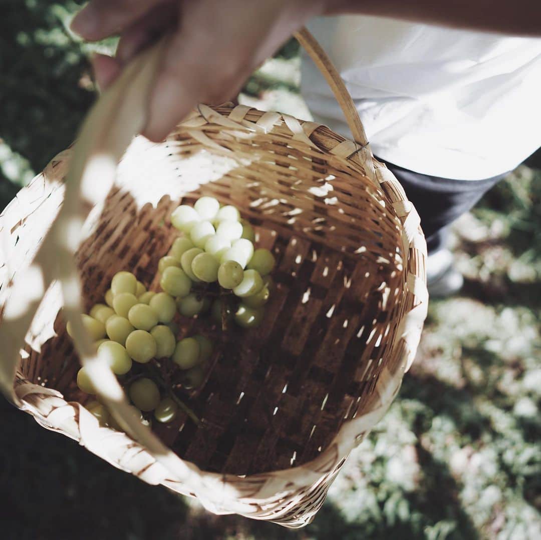 市川渚さんのインスタグラム写真 - (市川渚Instagram)「Grape picking🍇﻿ ﻿ ﻿ ﻿ 以前ワイナリー巡りをしたときに行った、勝沼の #ぶどうばたけ さんでぶどう狩り。6種程のぶどうの品種から好きなものを選んで畑に連れて行ってくれる。採りたてのぶどう、たまらぬ…！﻿ ﻿ そして、ここで買える #菱山中央醸造 のワイン（元々は農家の方たちが自分たちで飲むために作っていたものらしく、ラベルが貼られてないのです）が本当に美味しいのです🍷勝沼は都内からだと電車でもクルマでもアクセスが良いので週末のちょい旅におすすめ。」10月5日 18時20分 - nagiko