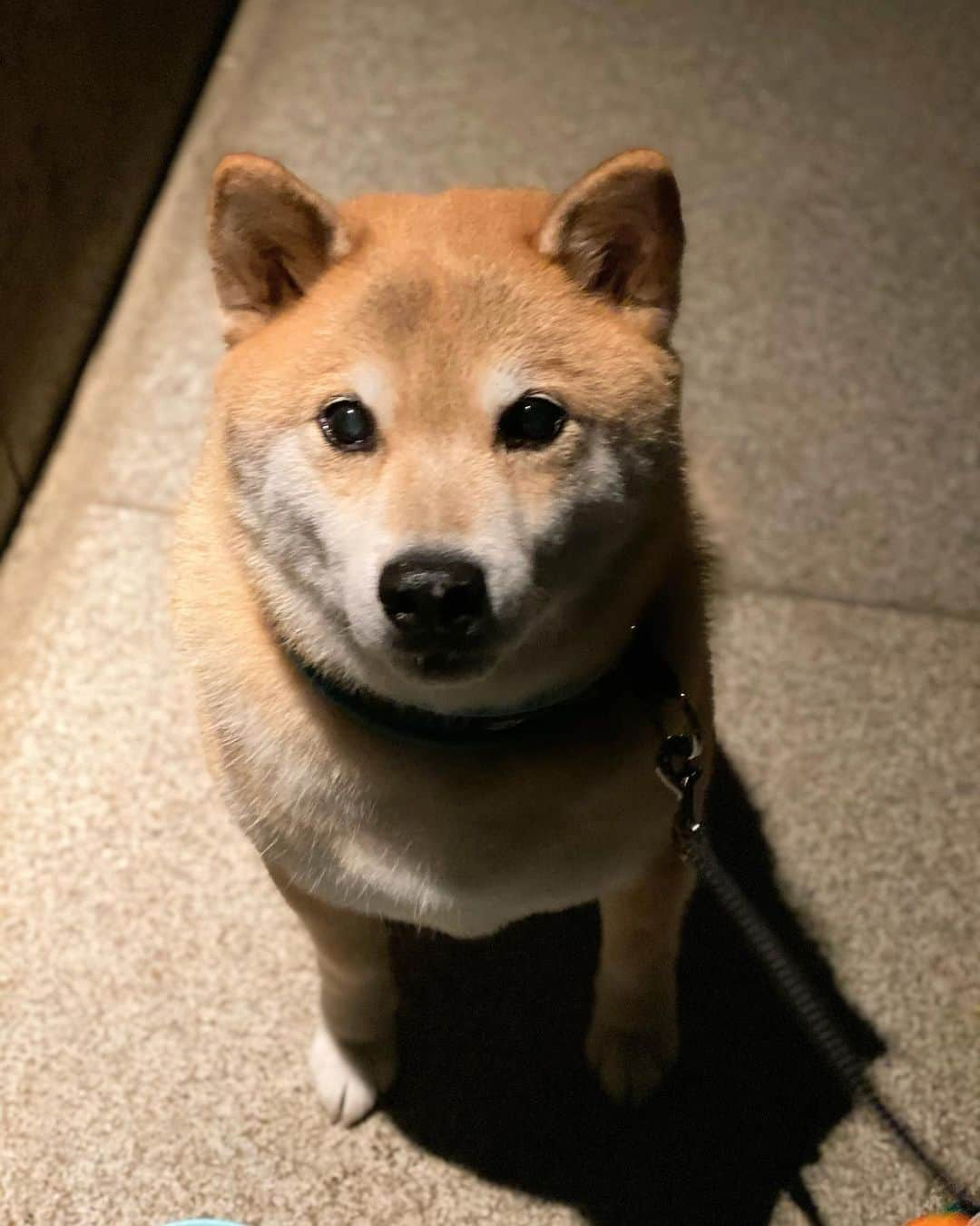 まる（まるたろう）さんのインスタグラム写真 - (まる（まるたろう）Instagram)「Can I have a snack please.✨🐶🍪✨パパ、ここでおやつ食べよっか #ママにはナイショにしてあげるね #大丈夫 #じぇったいバレないから #早よ出せや」10月5日 20時20分 - marutaro