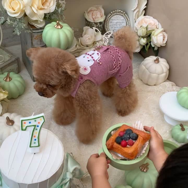 ? Tia ?のインスタグラム：「💗🧁Happy Saturday🍰💗 … ティアとおままごと👦🧸🔅 … … #video #dogvideo #petvideo #instavideo #videodiary #cutevideo #動画 #videoblog #トイプードル #adorable #cutest #socute #cutedog #cutie #toypoodle #instadog #excellent_dogs #癒しわんこ #ふわもこ部 #instadog #dog_features #dogandbaby #forpetsonly #おままごと #dogandkids #puppilyhills」