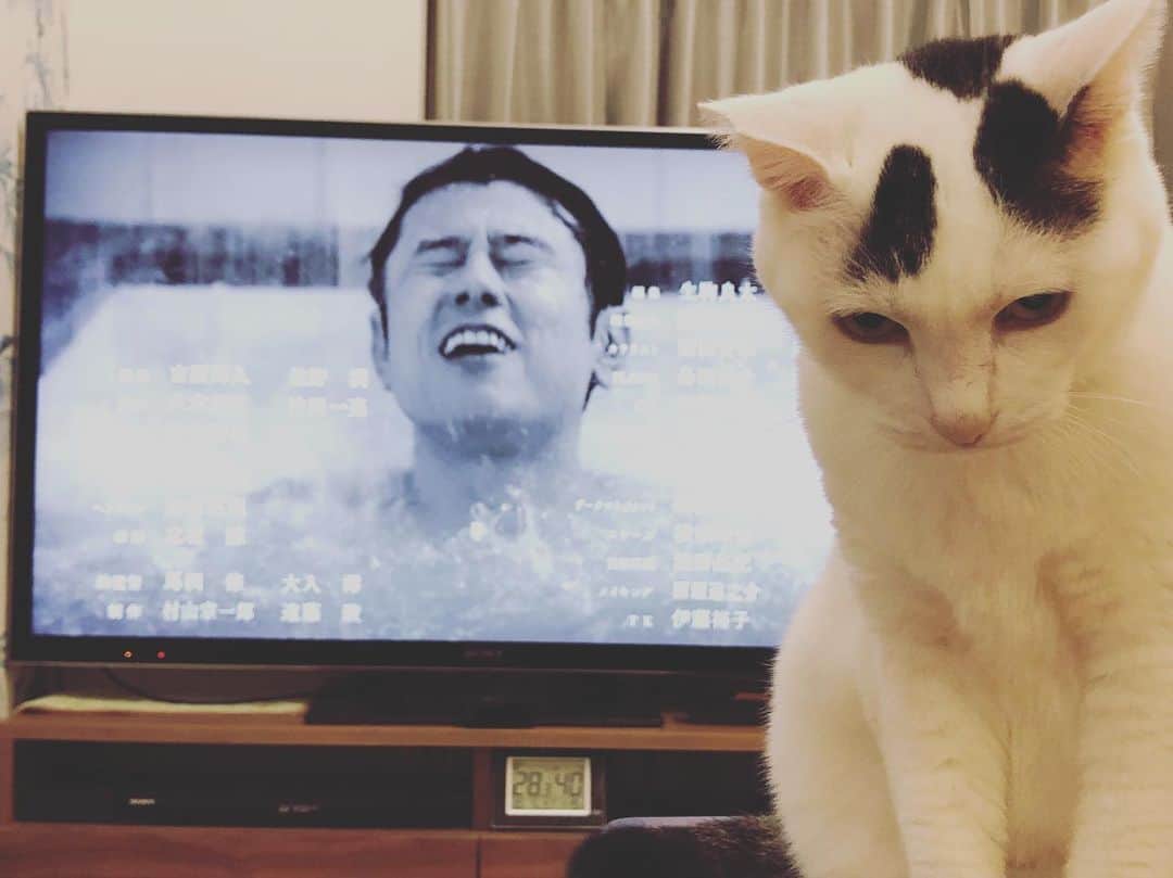 Siznaのインスタグラム：「#dura #cat #づら #猫 #sizna #雑種 #元地域猫 #ヅラ #ヅラ猫 #ヅラ猫部 #にゃんスタグラム #猫変態を増やそうの会 #サ道 #サウナ #サウナー #サ活」