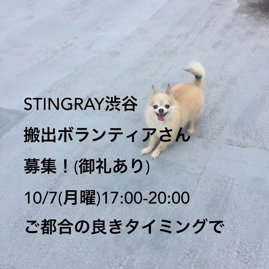 橋本塁さんのインスタグラム写真 - (橋本塁Instagram)「【STINGRAY渋谷10日目終了！】 ご来店ありがとうございました！明日は日曜！11-19時でsAagara SHOWROOM(サアガラショールーム)(渋谷区道玄坂1－22－10見真ビル裏１階)！買い物がてらに是非！差し入れありがとうございました！ #STINGRAY #渋谷 #道玄坂 #サウシュー」10月5日 20時50分 - ruihashimoto