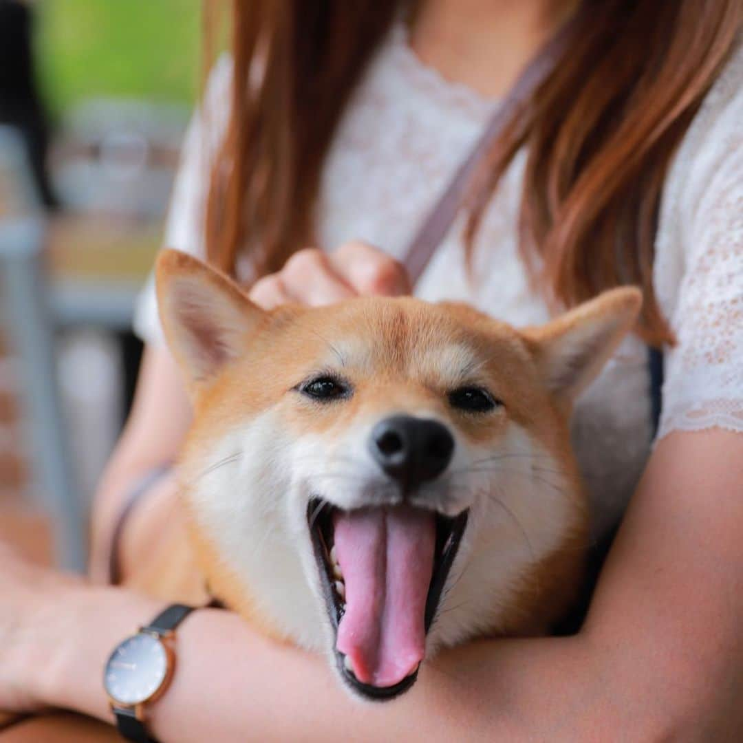 豆柴にこちゃんさんのインスタグラム写真 - (豆柴にこちゃんInstagram)「🐶 キス待ち顔、 からの表情七変化✨ . いつもなら もう土曜日終わっちゃった！ となるけど、にこがいないので まだ土曜日かぁー長いなぁー って感じです😂 . 撮影：リリちゃんママ . #柴犬#豆柴#pecoいぬ部#犬#わんこ#犬#ここ柴部#shibainu#dog#mameshiba#pecotv#dog#いぬのきもち部#しばいぬ#しばけん#こいぬ#シバイヌ#いぬ#イヌ#赤柴#マメシバ#ペット#日本犬#子犬#puppy#doggo#pet#시바견#강아지#개」10月5日 21時00分 - nikochan.mame48