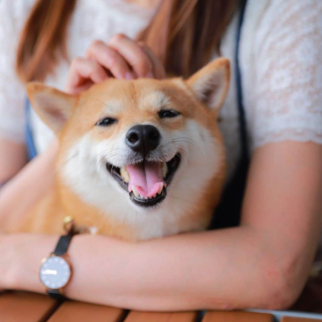 豆柴にこちゃんさんのインスタグラム写真 - (豆柴にこちゃんInstagram)「🐶 キス待ち顔、 からの表情七変化✨ . いつもなら もう土曜日終わっちゃった！ となるけど、にこがいないので まだ土曜日かぁー長いなぁー って感じです😂 . 撮影：リリちゃんママ . #柴犬#豆柴#pecoいぬ部#犬#わんこ#犬#ここ柴部#shibainu#dog#mameshiba#pecotv#dog#いぬのきもち部#しばいぬ#しばけん#こいぬ#シバイヌ#いぬ#イヌ#赤柴#マメシバ#ペット#日本犬#子犬#puppy#doggo#pet#시바견#강아지#개」10月5日 21時00分 - nikochan.mame48