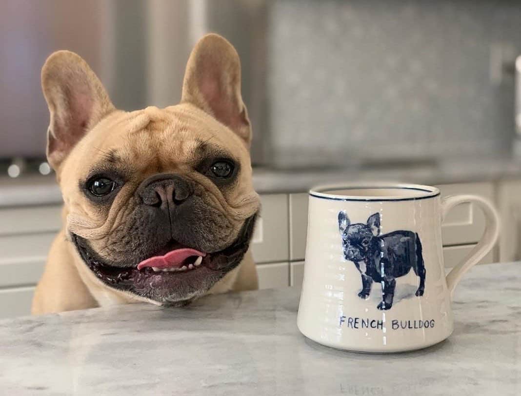 Anthropologieさんのインスタグラム写真 - (AnthropologieInstagram)「We speak Frenchie 🐶 Photo via @hugofrenchiefry (link in profile to shop)」10月5日 21時01分 - anthropologie